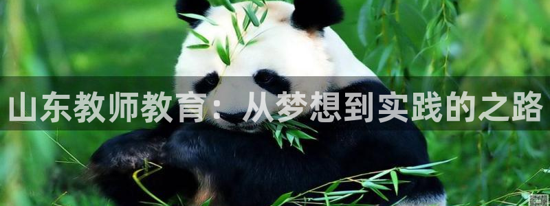 安信证券手机壳12